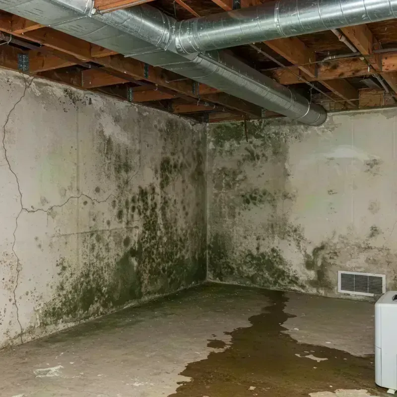 Professional Mold Removal in Rogers Park, IL